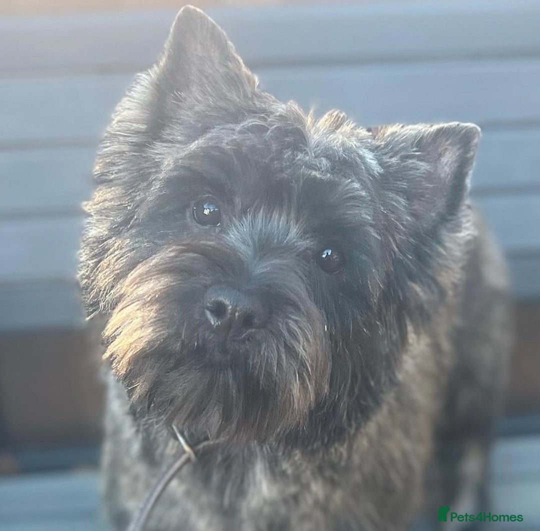 Cairn Terrier dogs for sale: KC registered Male pups off health tested parents  - Advert 9