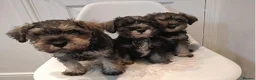 Miniature Schnauzer dogs for sale: Pure Miniature Schnauzers Ready Now in Llandrindod Wells - Advert 6