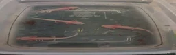 Axolotl reptiles for sale: Baby axolotls  in Peterborough - Advert 3