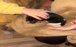 Jack Russell dogs for sale: Purê bred min ature Jack russell puppies - Image 9