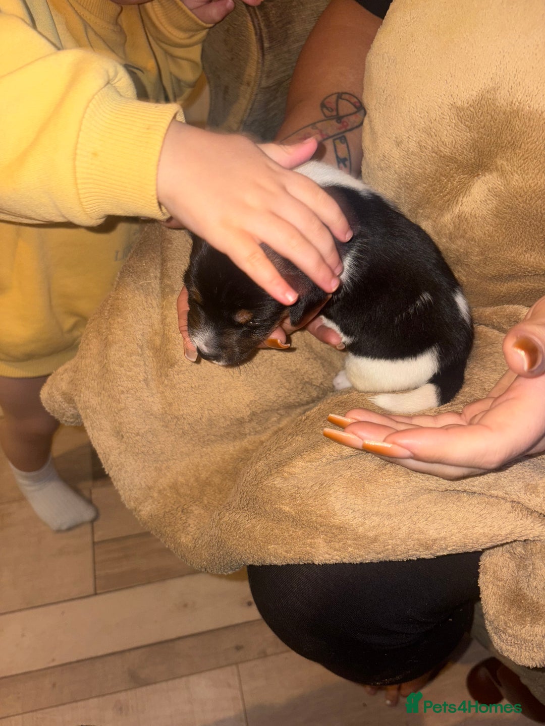 Jack Russell dogs for sale: Purê bred min ature Jack russell puppies - Image 9