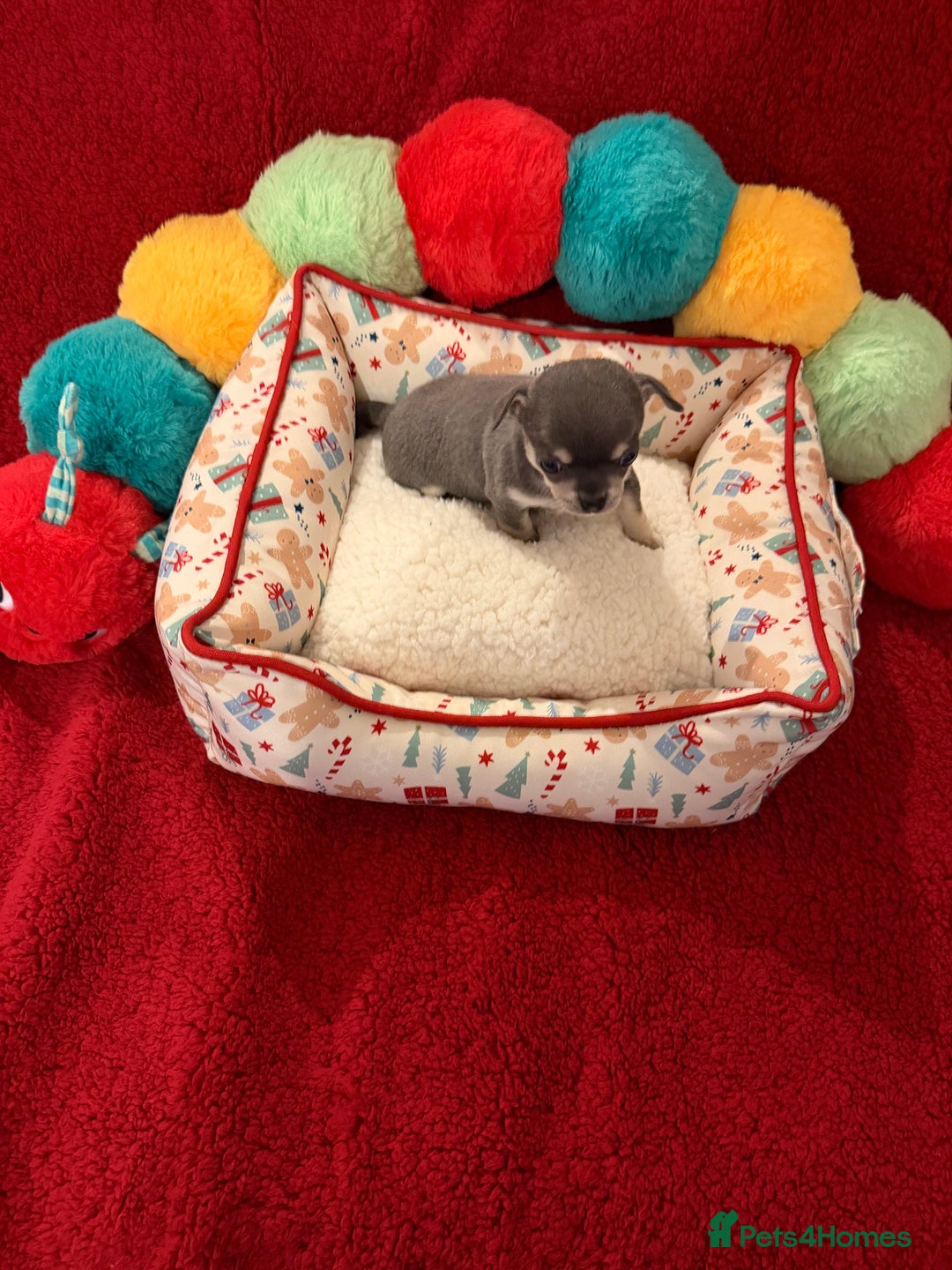 Chihuahua dogs for sale: Tiny apple head chihuahuas - Image 20