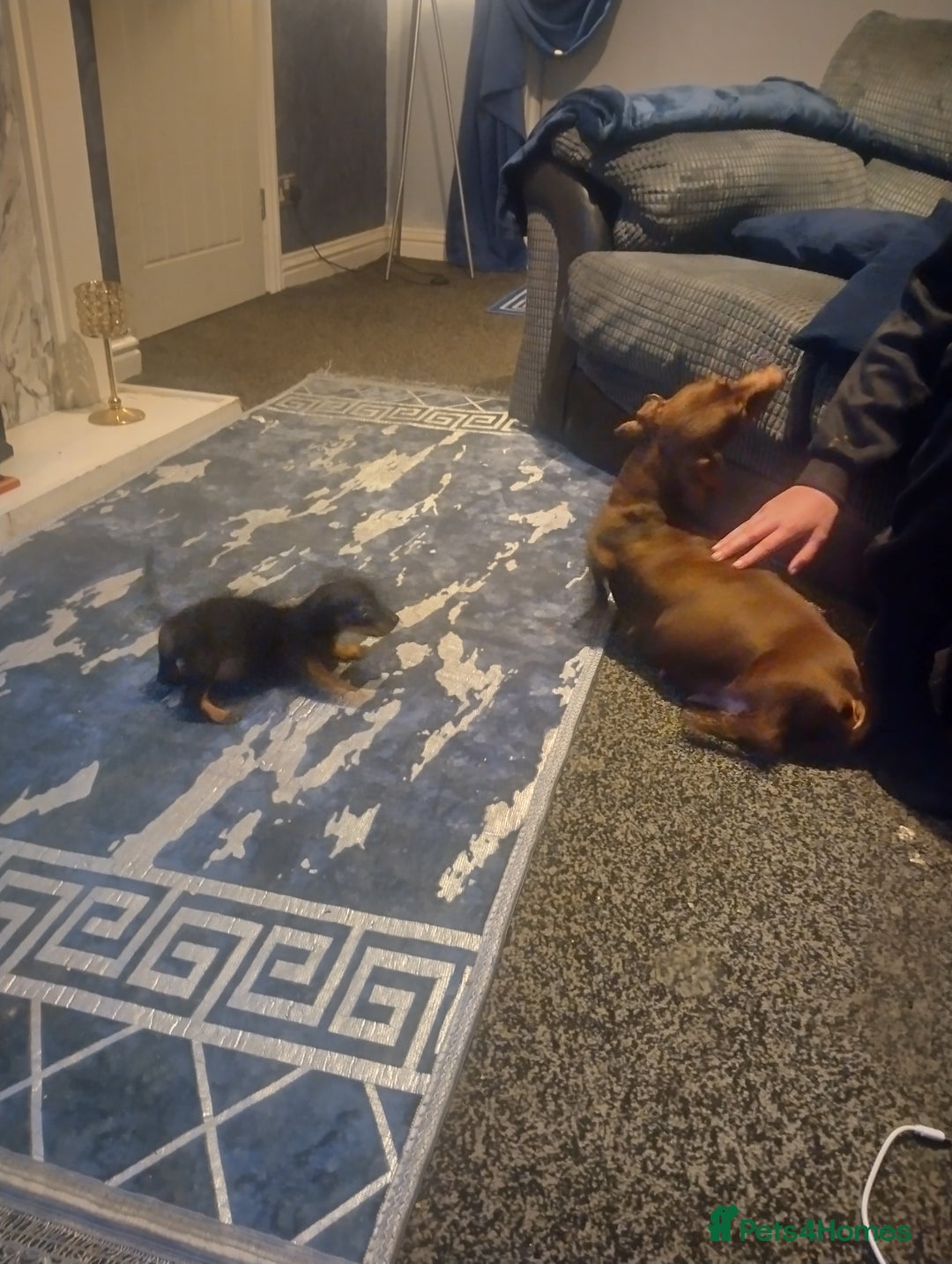 Miniature Dachshund dogs for sale: Miniature dachshund puppies - Advert 9