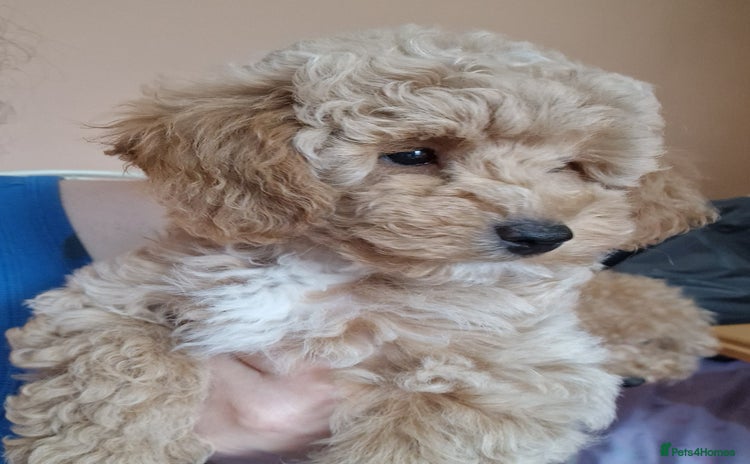 Poochon dogs - Advert 1