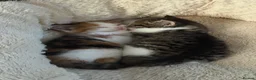 Domestic Shorthair cats for sale: 2 kittens looking for forever home! - Advert 10
