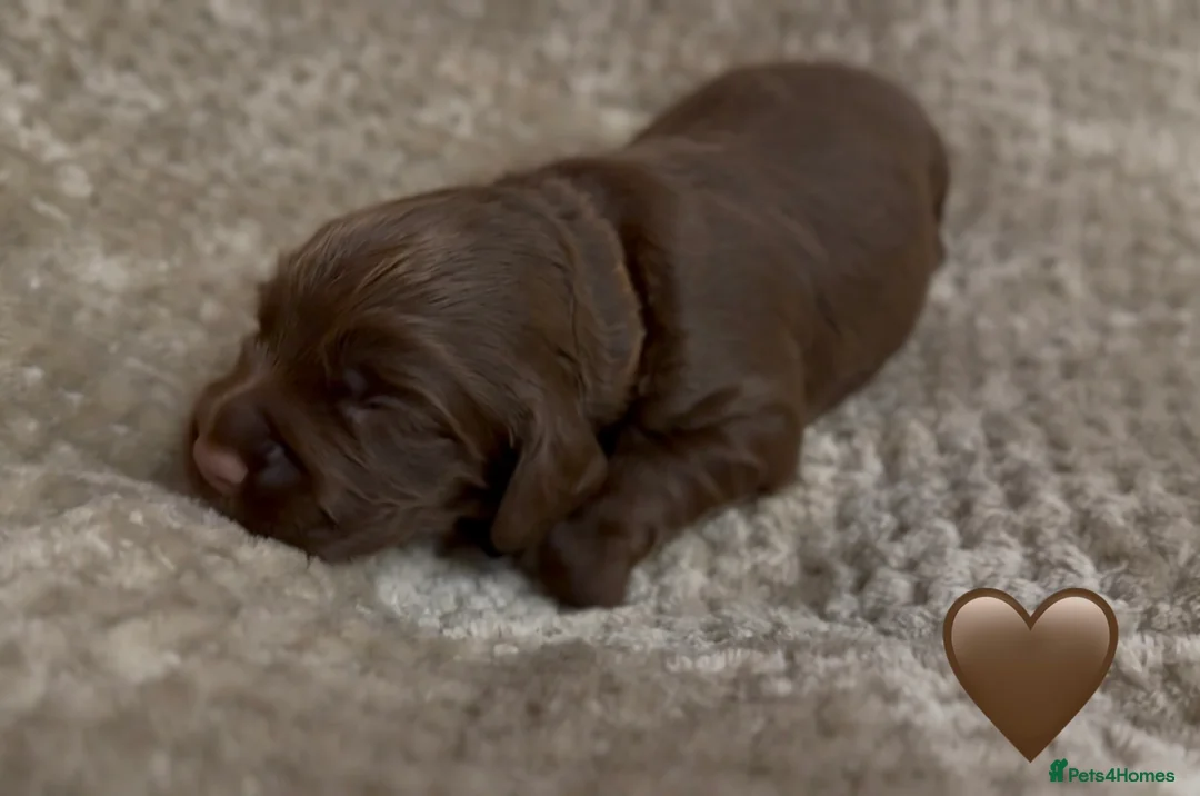 Cocker Spaniel dogs for sale: Stunning cocker spaniel pups - Advert 9