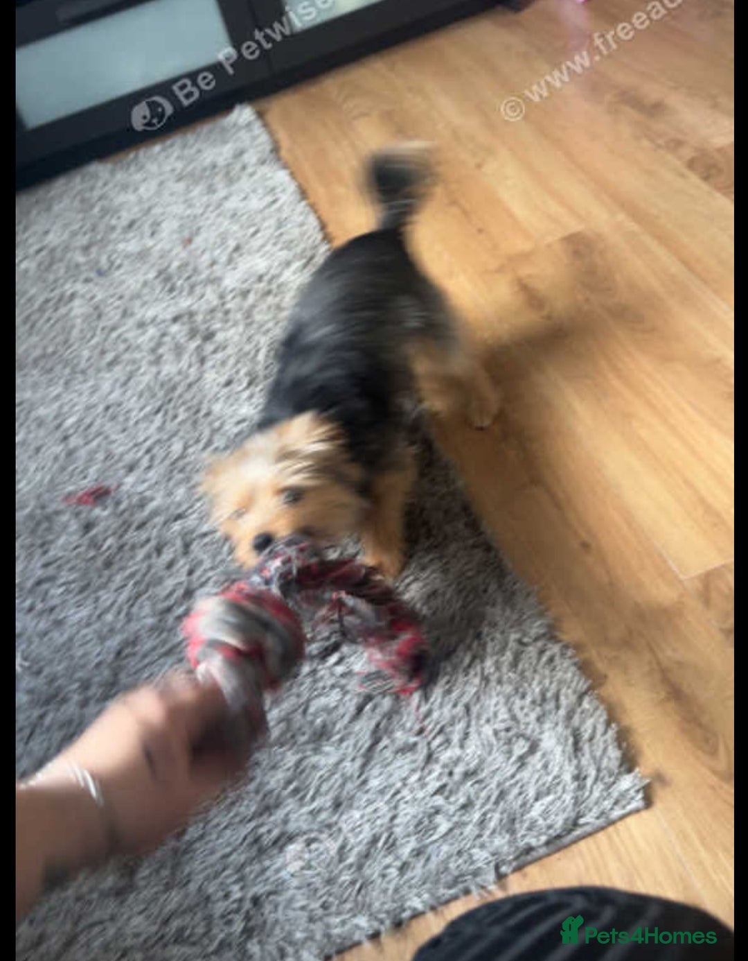Mixed Breed dogs for sale: Beautiful girl looking for forever home - Image 4