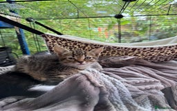 Bengal cats for sale: 11 Tortie, Tabby and Tuxedo Kittens - Image 9