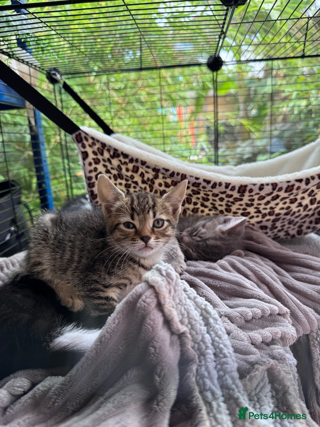 Bengal cats for sale: 11 Tortie, Tabby and Tuxedo Kittens - Image 9