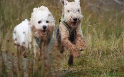 Bichon Frise dogs for stud: Bishon friese mix stud - Image 4