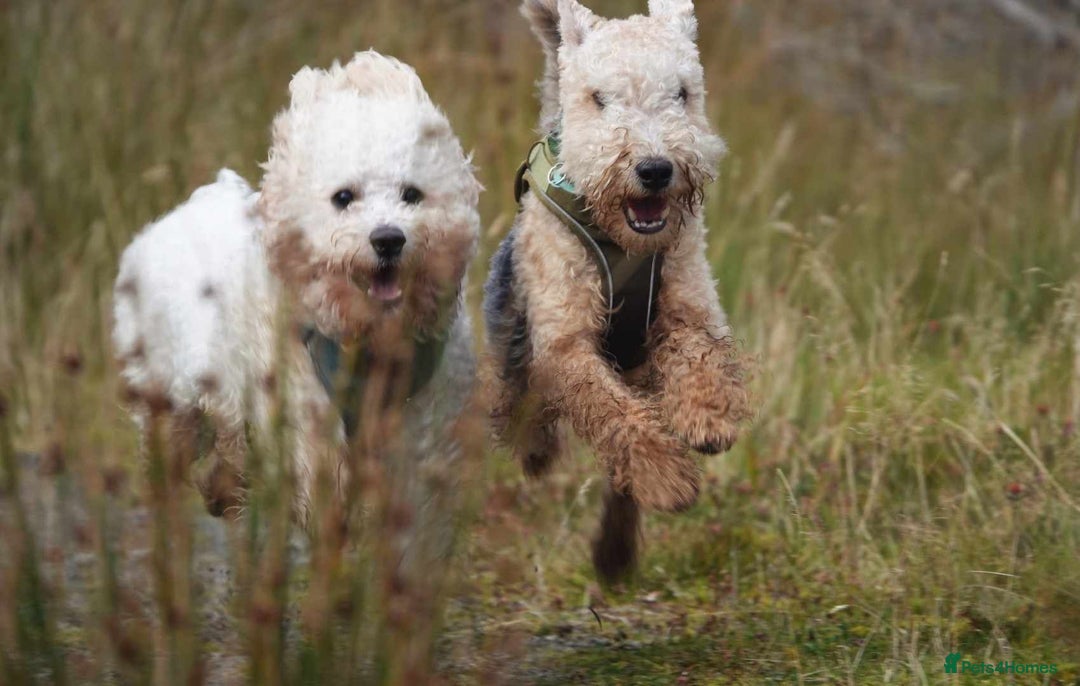 Bichon Frise dogs for stud: Bishon friese mix stud - Image 4