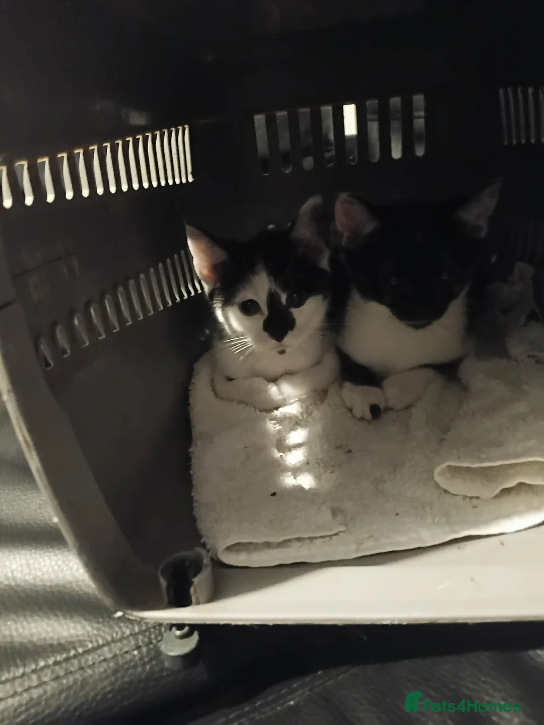 Mixed Breed cats for sale: Two female kittens available  - Advert 2