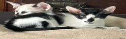 Oriental cats for sale: GCCF registered Oriental kittens  - Advert 14