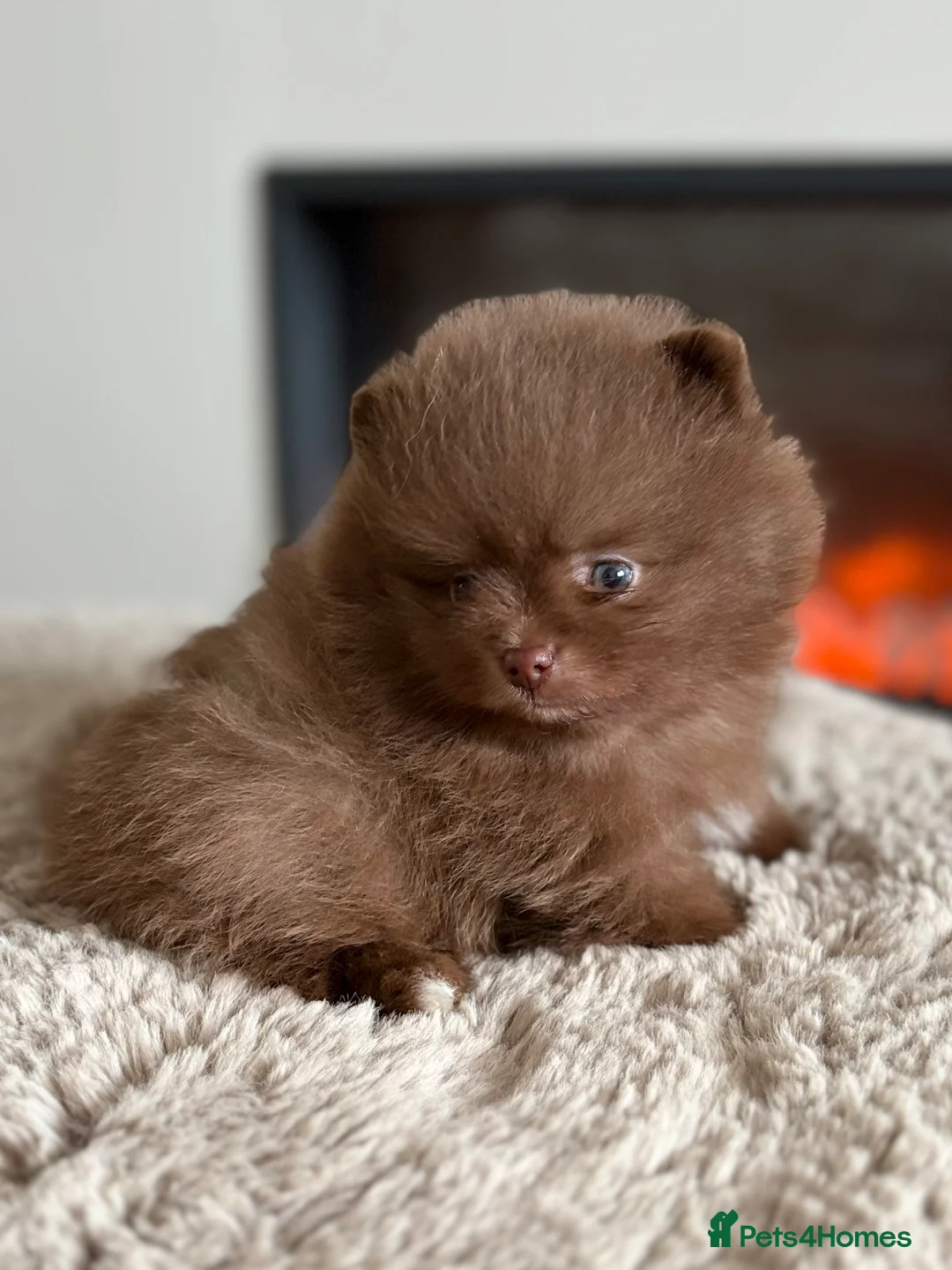 Pomeranian dogs for sale: True type Pomeranian puppy’s KC 🐾🤎🥰🤩🐾 - Advert 14