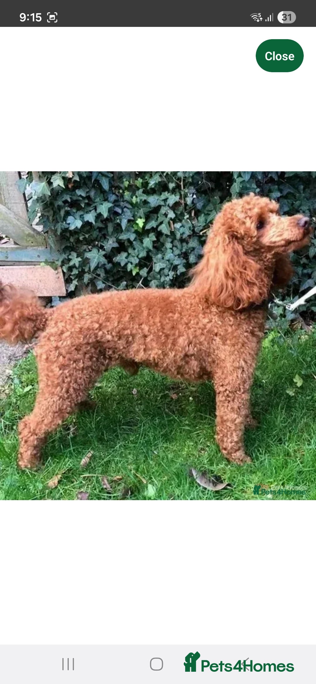 Cockapoo dogs for sale: Beautiful Cockapoo Puppies - Advert 2