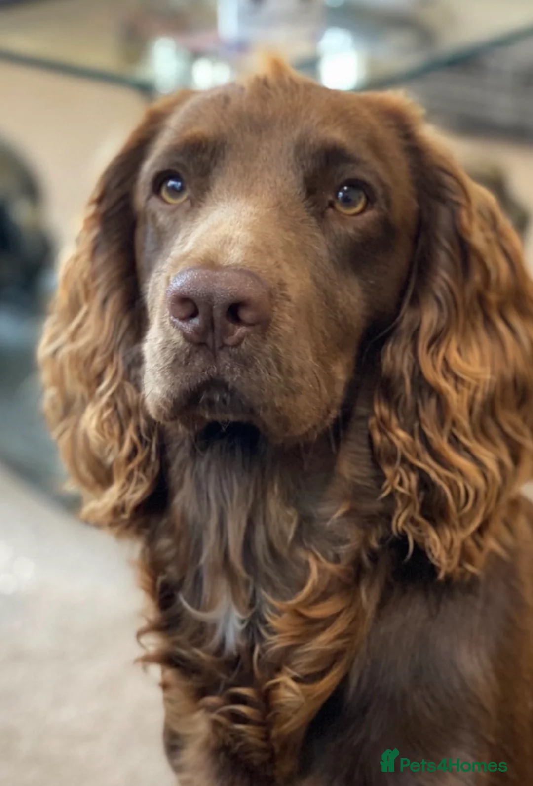 Cocker Spaniel dogs for sale: chocolate working cocker spaniel puppies  - Advert 10