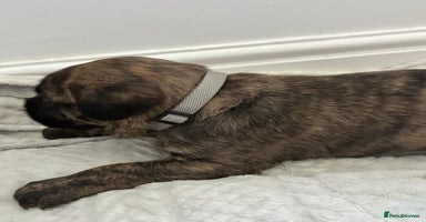 Mixed Breed dogs - Advert 6