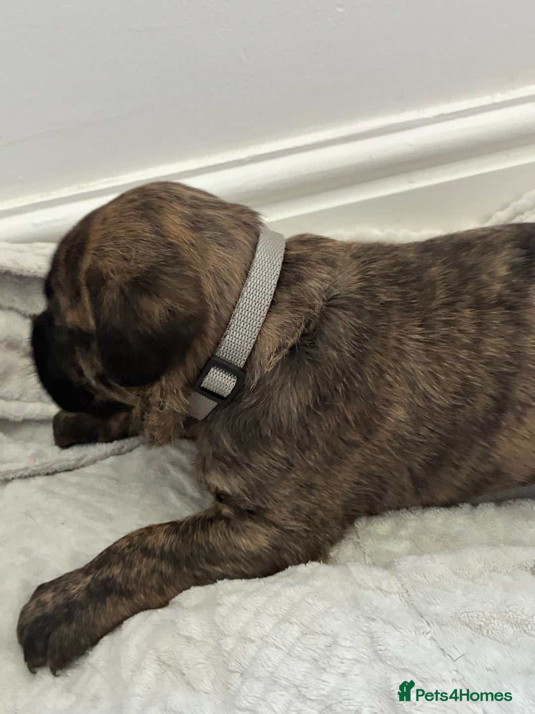 Mixed Breed dogs for sale: Beautiful Presa Mix Pups  - Image 7