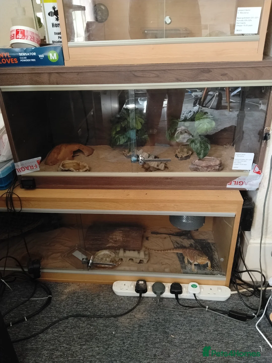 Gecko reptiles for sale: Geckos  - Advert 4
