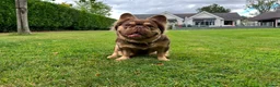 French Bulldog dogs for stud: Rojo & Tan fluffy STUD - Advert 5