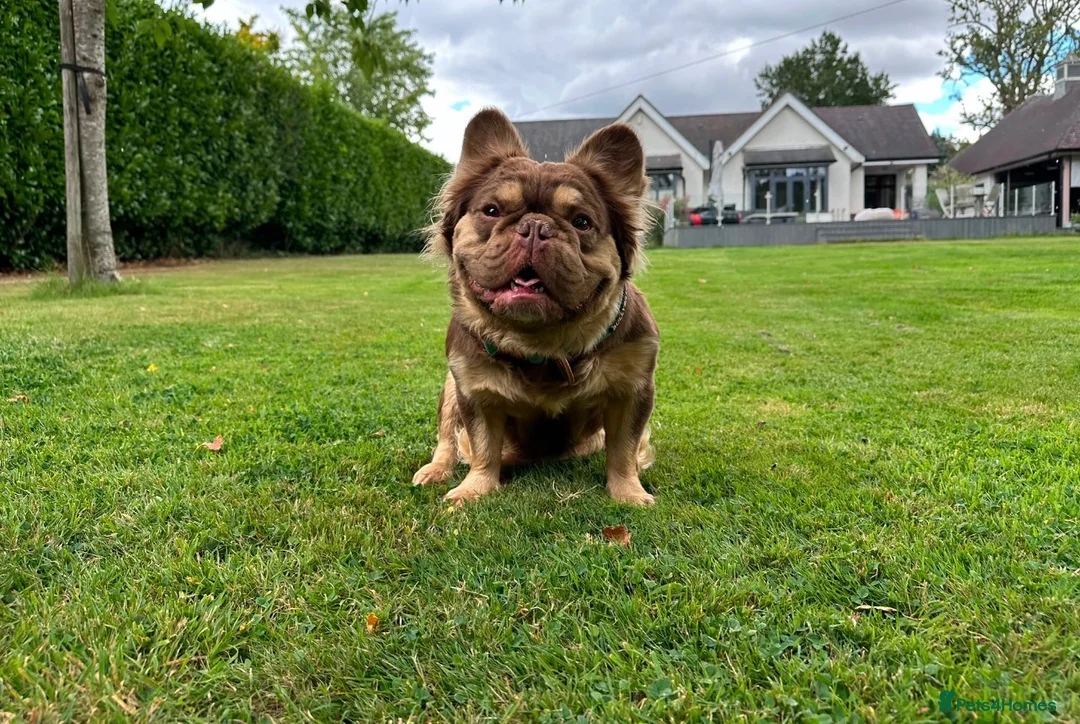 French Bulldog dogs for stud: Rojo & Tan fluffy STUD - Advert 5