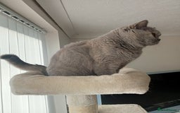 British Shorthair cats for sale: British blue shorthair 4yrs old  - Image 4