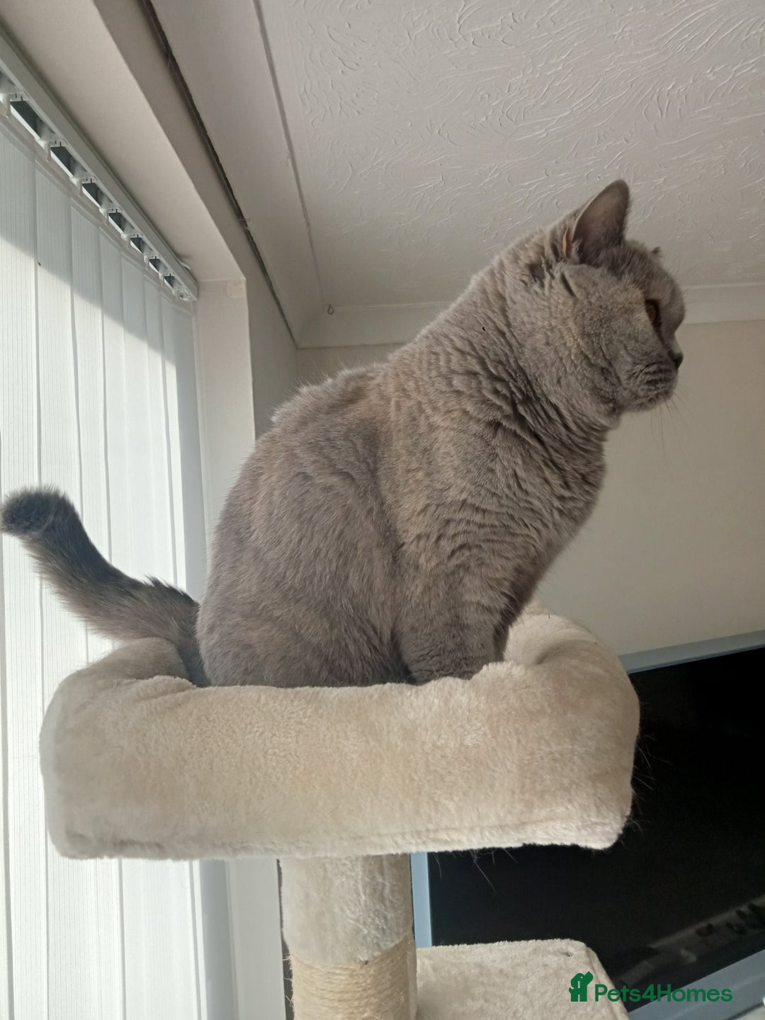 British Shorthair cats for sale: British blue shorthair 4yrs old  - Image 4