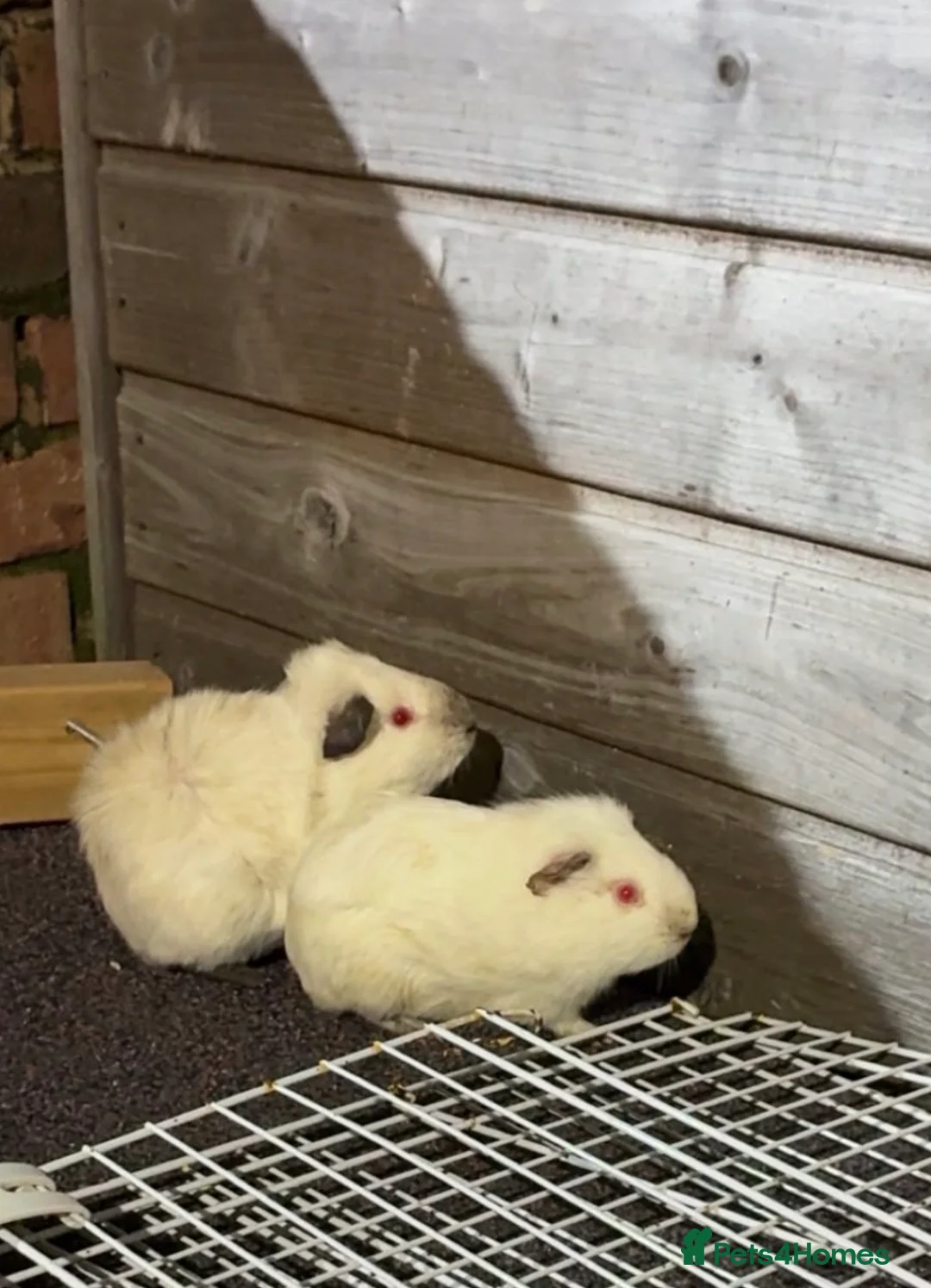Guinea Pig rodents for sale: Gorgeous Guinea Pigs Looking For New Homes - Advert 4