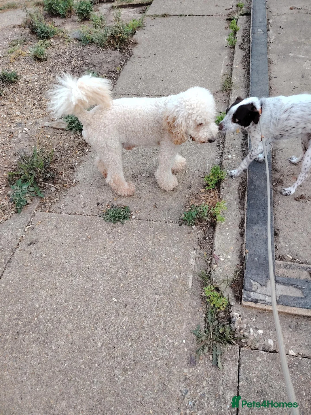 Mixed Breed dogs for sale: CockerJack Doodles  in Norwich - Advert 2