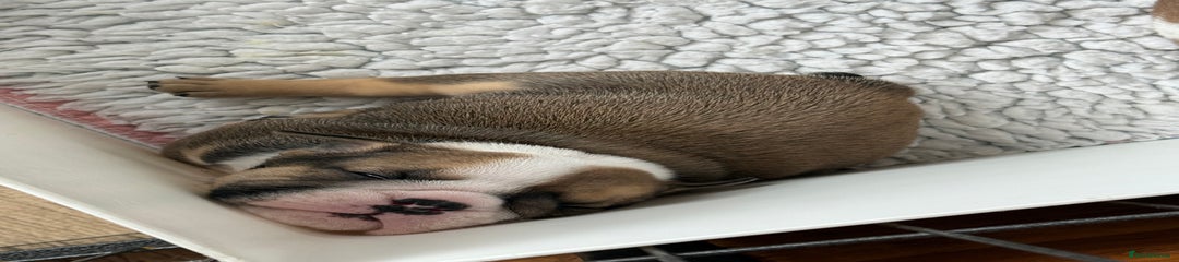 English Bulldog Puppy 4