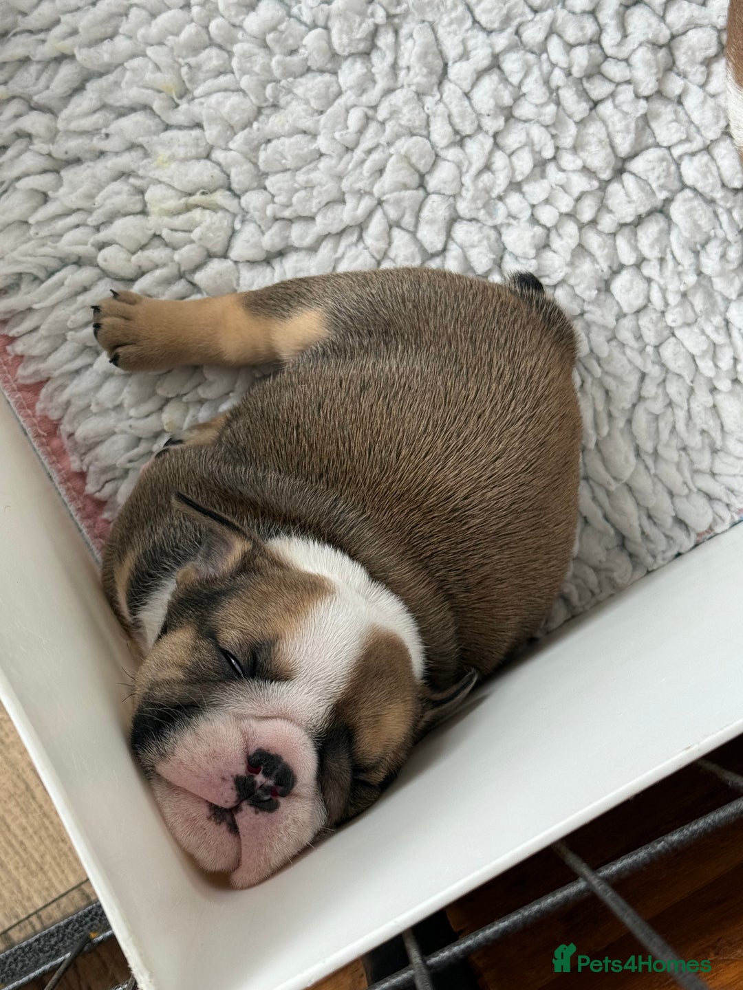 English Bulldog dogs for sale: KC Reg English Bulldog Pups - Image 15