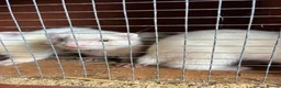 Mixed Breed livestock for sale: Ferrets ready to go now - Advert 3