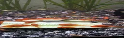 Plecos fish for sale: Super red bristlenose plecos  in Morden - Advert 3