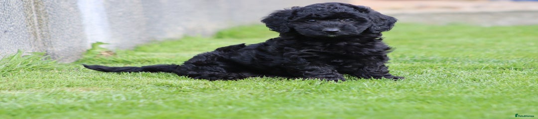 Cavapoochon Puppy 1