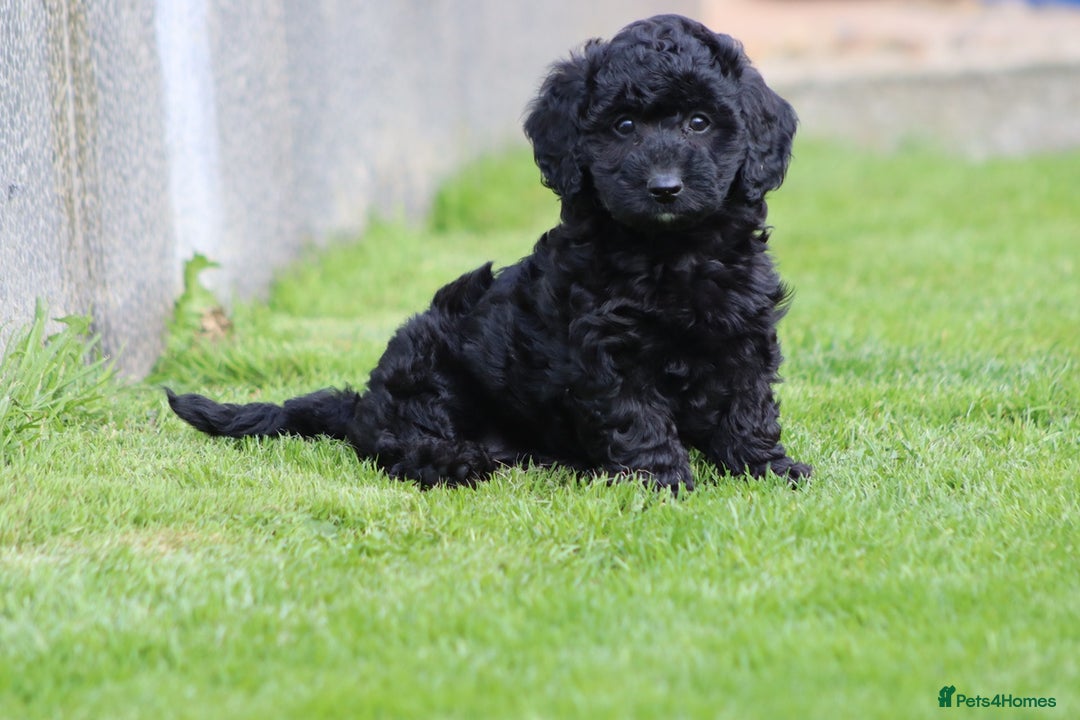 Cavapoochon dogs for sale: Beautiful Cavapoochon puppies for sale - Image 2