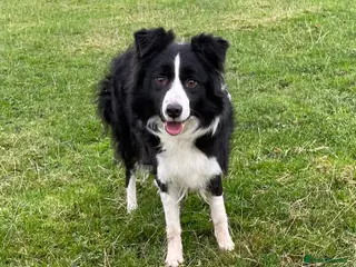 Border Collie dogs ISDS registered border collie bitch - Advert 1