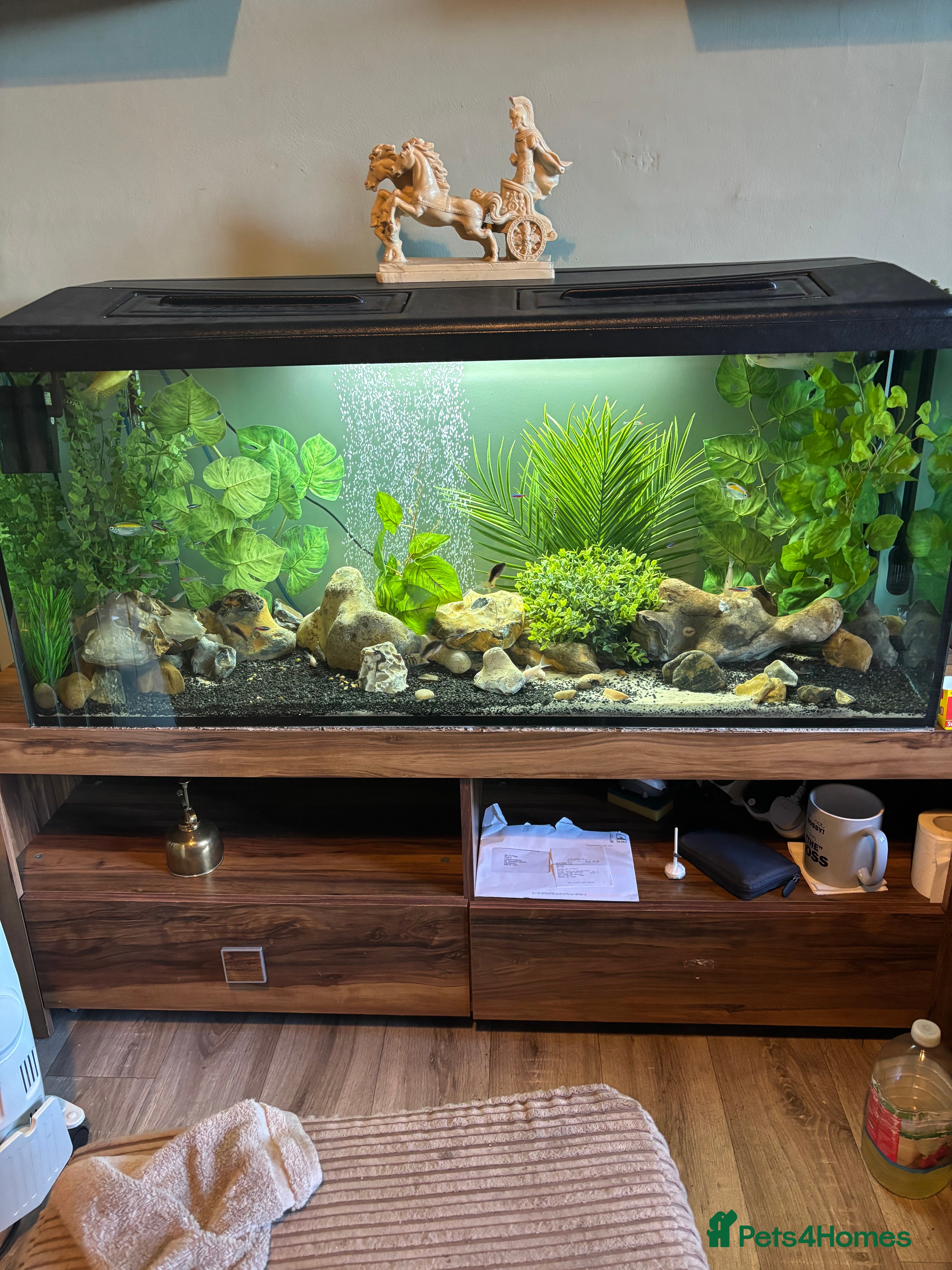 Gouramis fish Good home waiting for unwanted tropical fish  - Advert 1