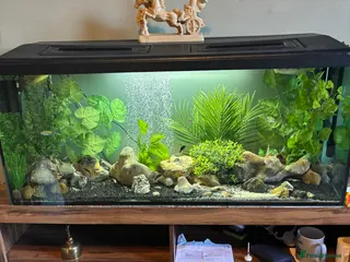 Gouramis fish Good home waiting for unwanted tropical fish - Advert 16