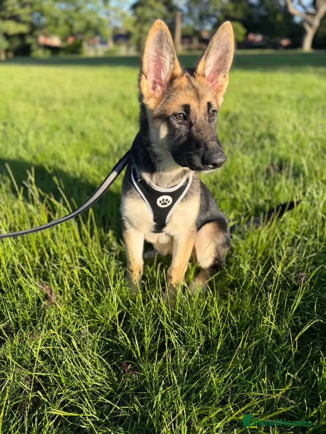 German Shepherd dogs for sale: Female German Shepard - Advert 1