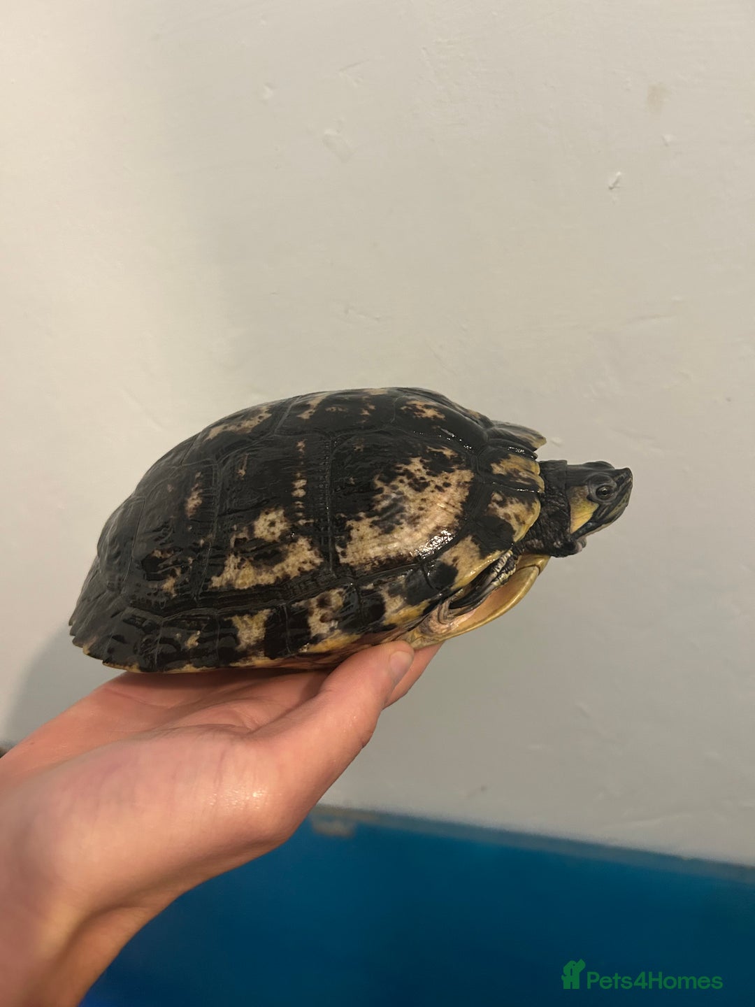 Turtle reptiles for sale: 2 yellow belly sliders/3 reeves’ - Image 1