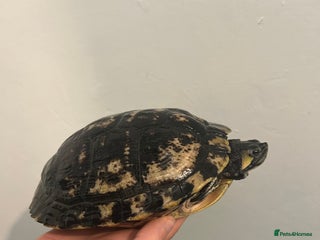 Turtle reptiles - Advert 26