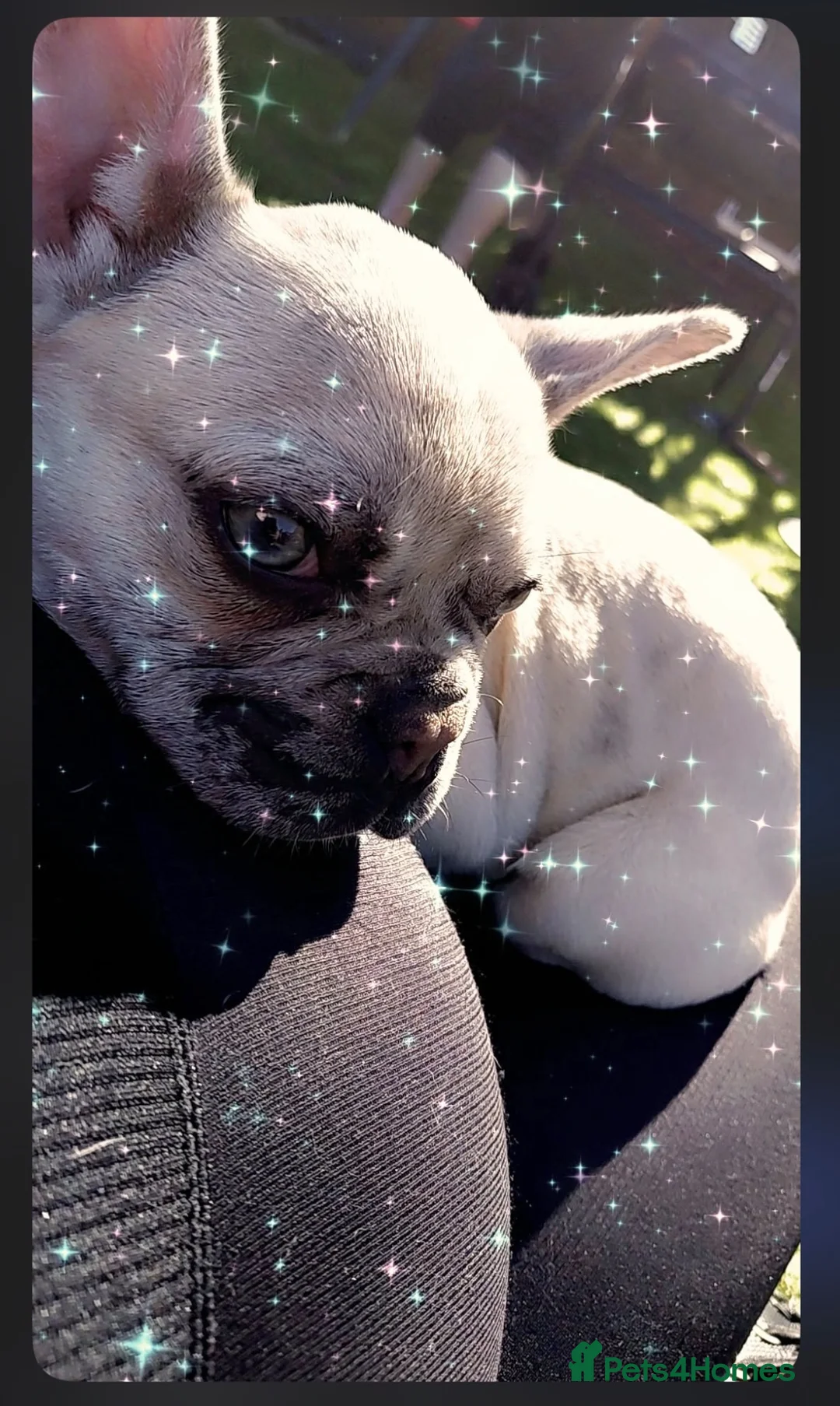 French Bulldog dogs for sale: champagne merle French bulldog  - Advert 4