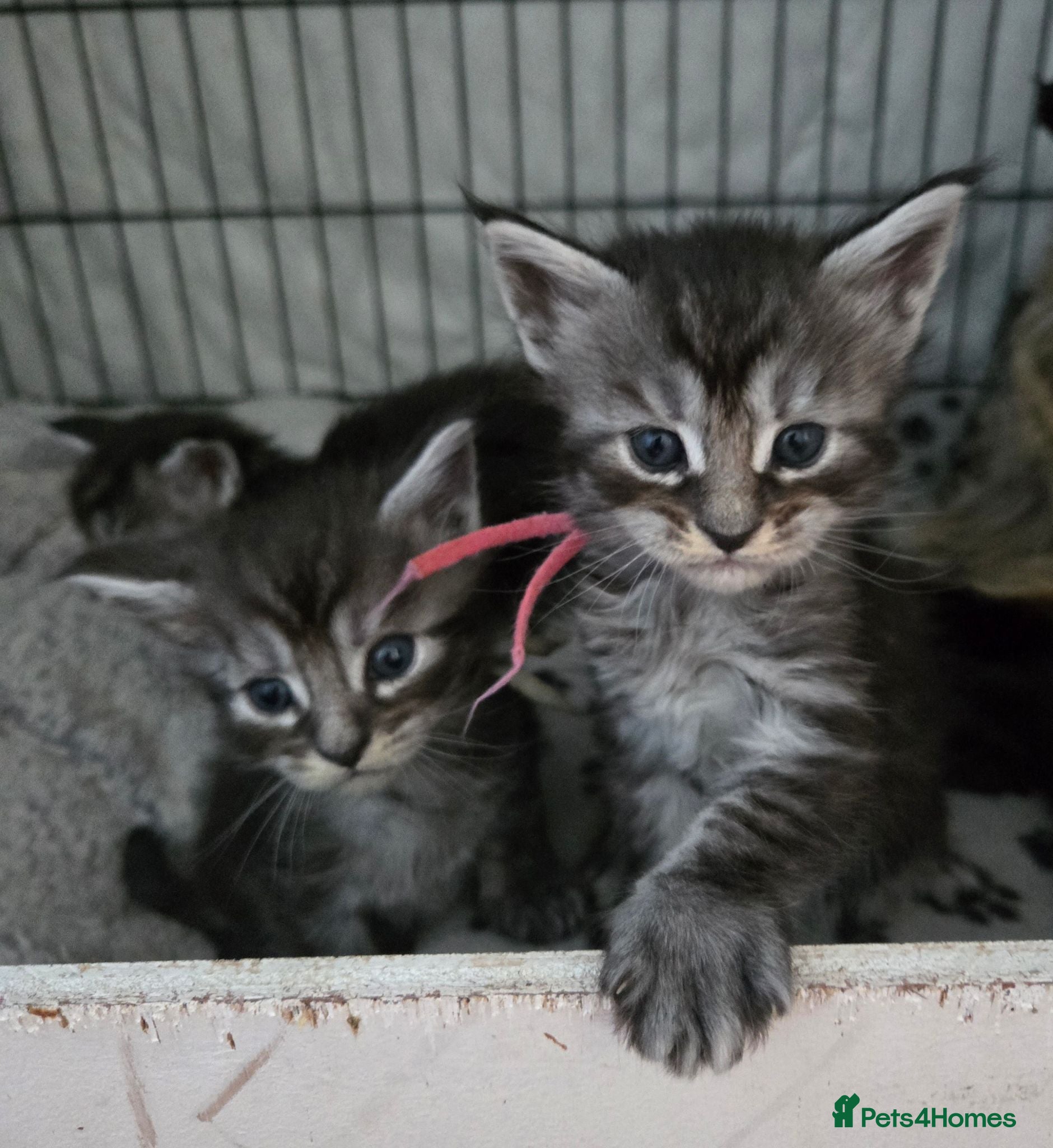 Maine Coon cats 6 TICA registered Maine Coon kittens. - Advert 1