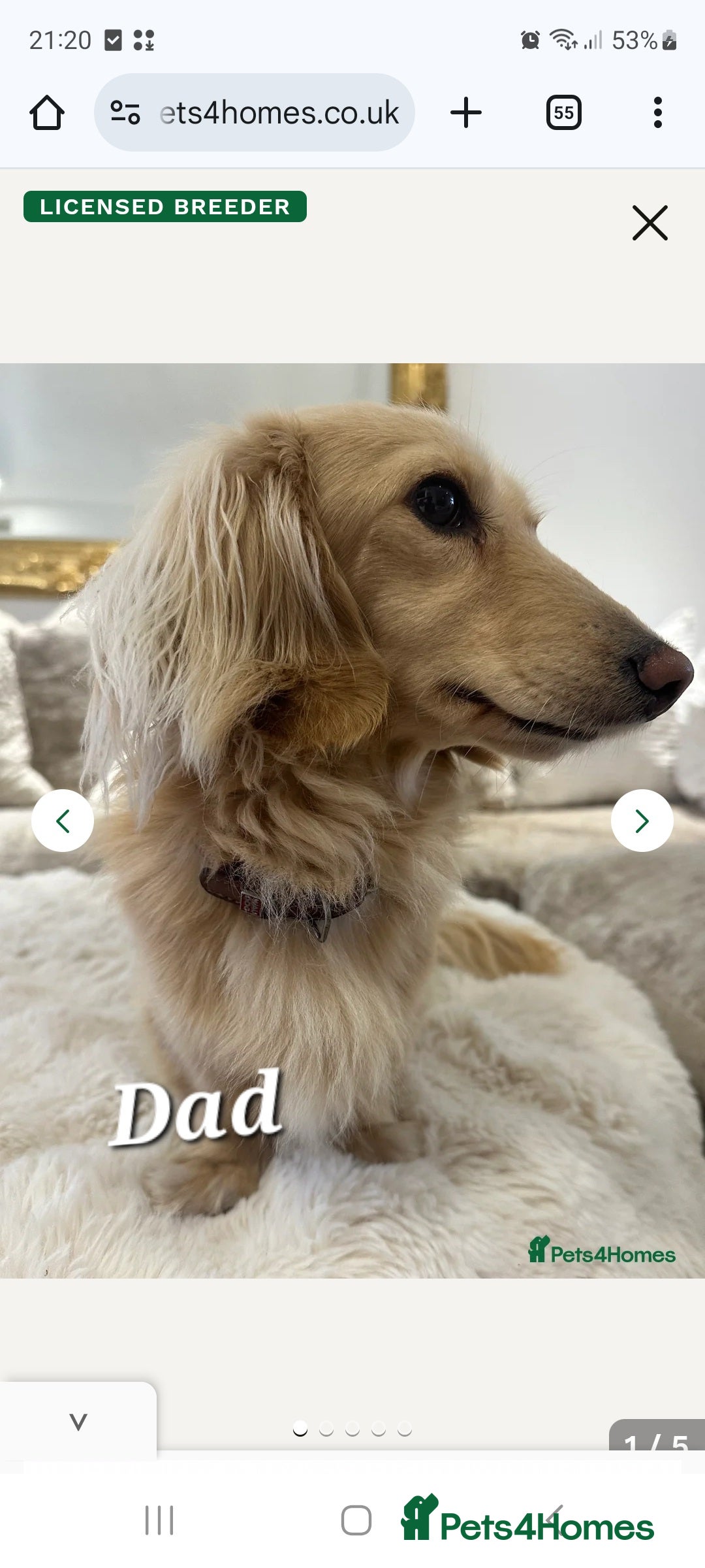 Dachshund dogs for sale: Long Haired KC Miniature Dachshund - Advert 27