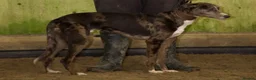 Lurcher dogs for stud: 🔥Proven Stud Dog Available Top Working Lurcher 🔥 - Advert 6