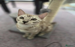 Bengal cats for sale: TICA REG 💕 2 Beautiful bengal boys  - Image 26
