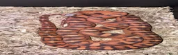 Corn Snake reptiles for sale: Female Scaleless Corn Snake  - Advert 3