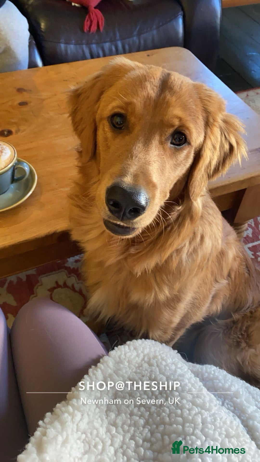 Golden Retriever dogs for sale: KC REGISTERED GOLDEN RETRIEVER PUPPIES - Advert 5