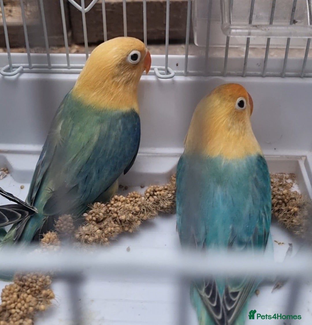 Lovebirds birds for sale: AQUA B1 OPALINE  ficshers  - Advert 8