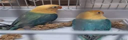 Lovebirds birds for sale: AQUA B1 OPALINE  ficshers  - Advert 8
